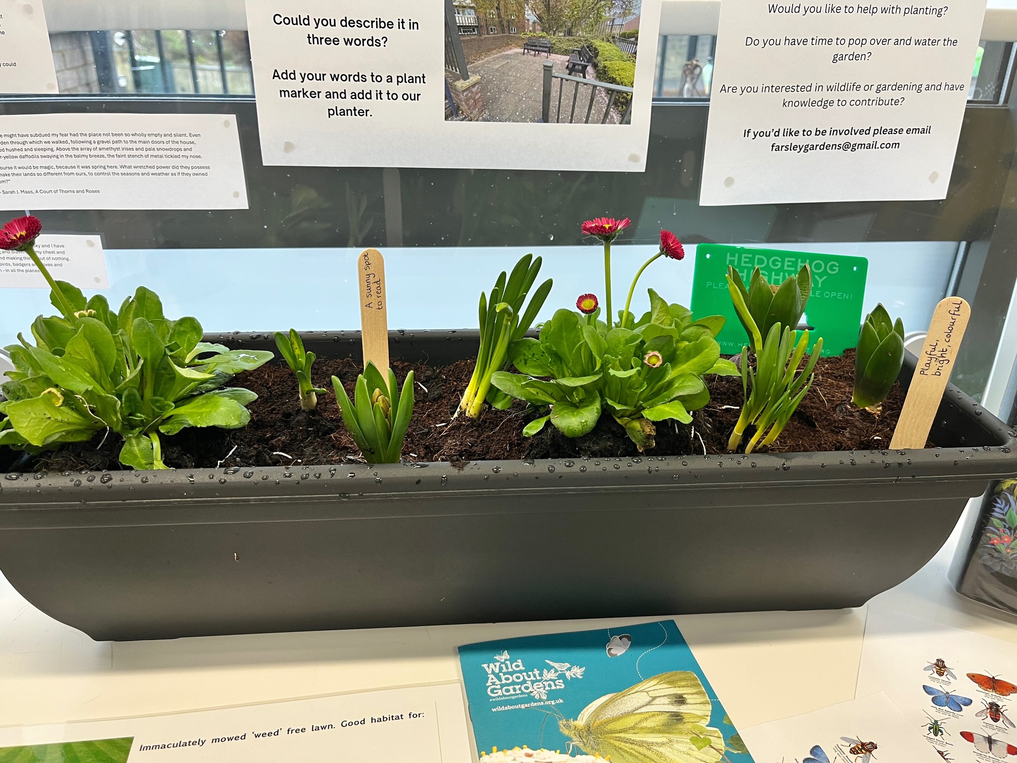 Wildflower Meadow Project